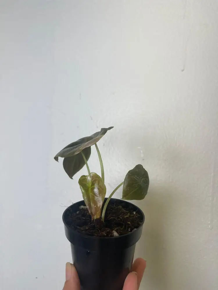 Alocasia Cuprea variegated 3”