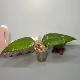 I04 sp Bur Nanga ‘Golden Egg’