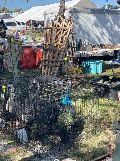 Live From The Swap Meet