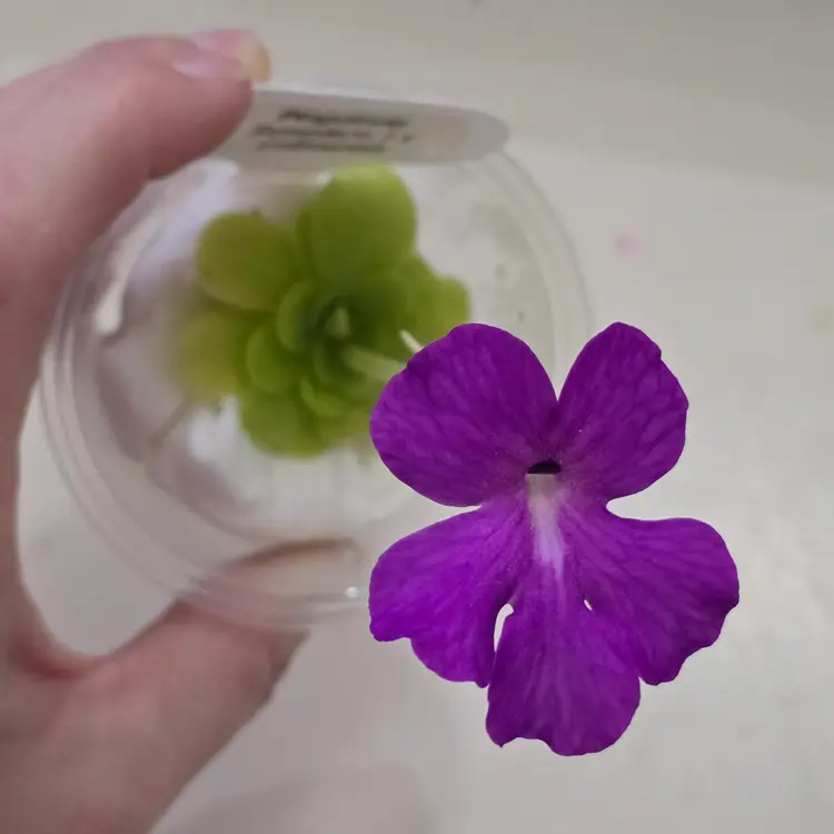 Pinguicula sumidero I x colimensis