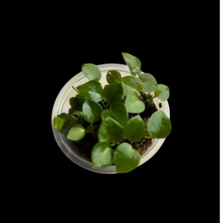 A07 One MG-07 seedling