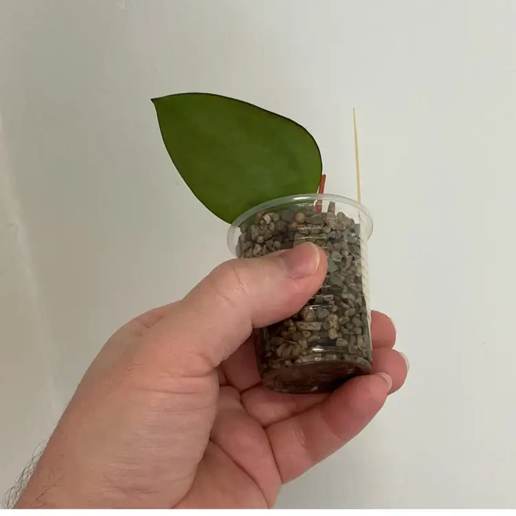 Hoya MB1414 (Dark Form) (Yellow)