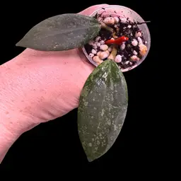 245 BSG 2023 Cotton Candy X Unk