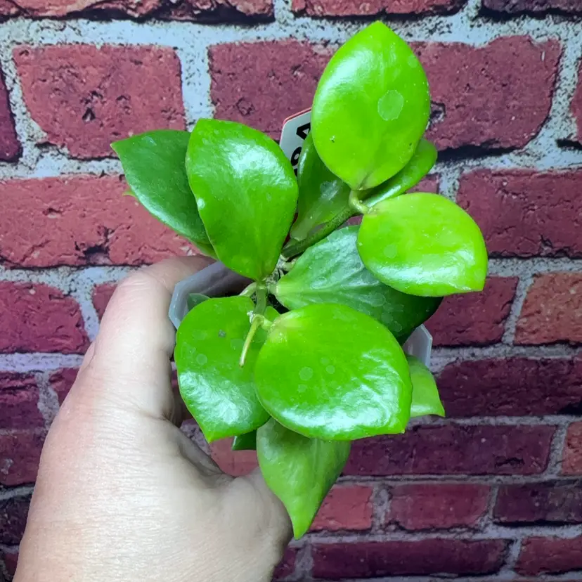 284 Hoya sp. NS05-055