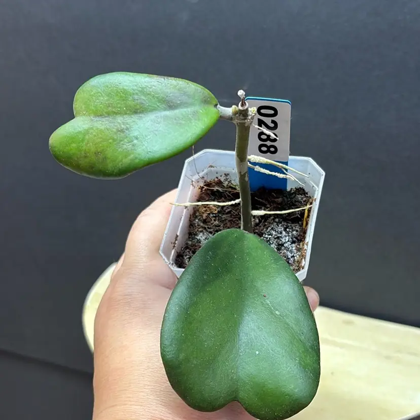 288 Hoya kerrii 'Maisee'