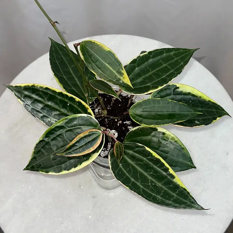 Hoya latifolia (albomarginata) - 4 inch pot