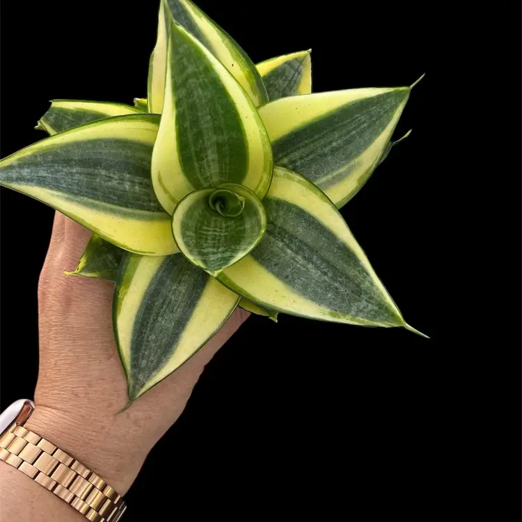 Sansevieria Hahnii Gold Star