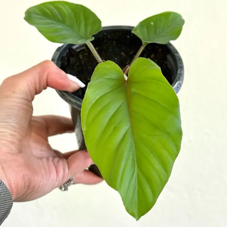 4” Adelomena sp. ‘Red Velvet’