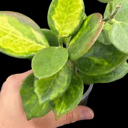 H. australis ‘Aleksandra’