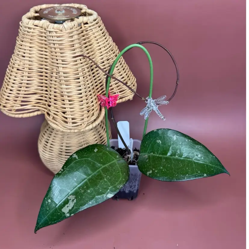 Hoya AH ‘Bird of Paradise’