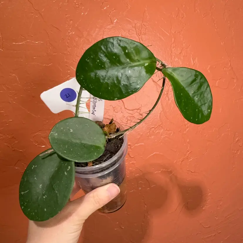 021 Hoya SMS ‘David’s Green Cup’