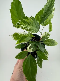 1164 | 4” Variegated Hibiscus Snow Queen