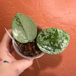 Hoya verticillata (heart shaped leaves, silver)