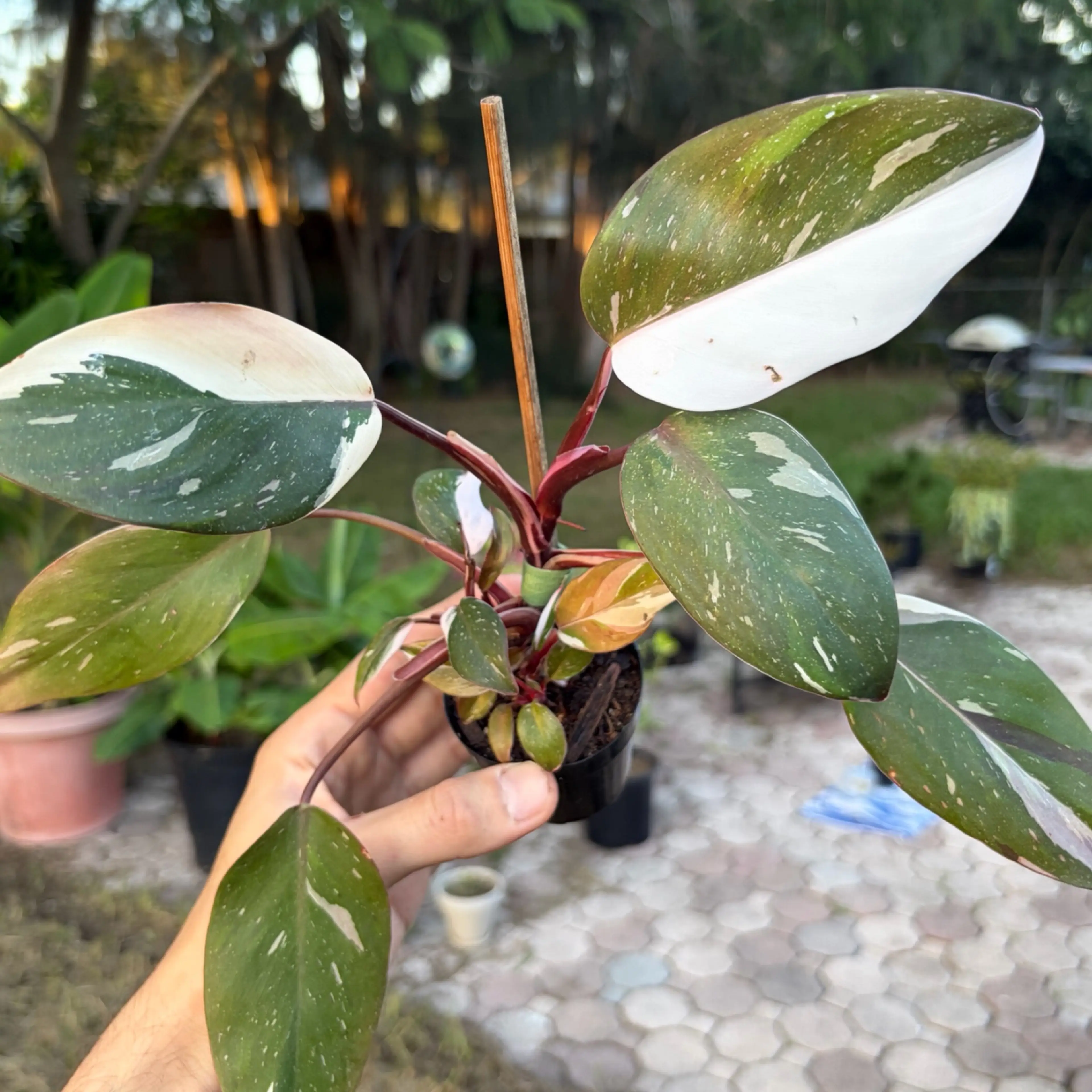 Image 1 of 3