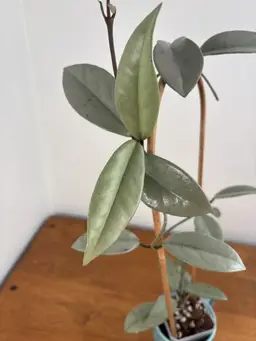 Hoya carnosa ‘Wilbur Graves Silver’