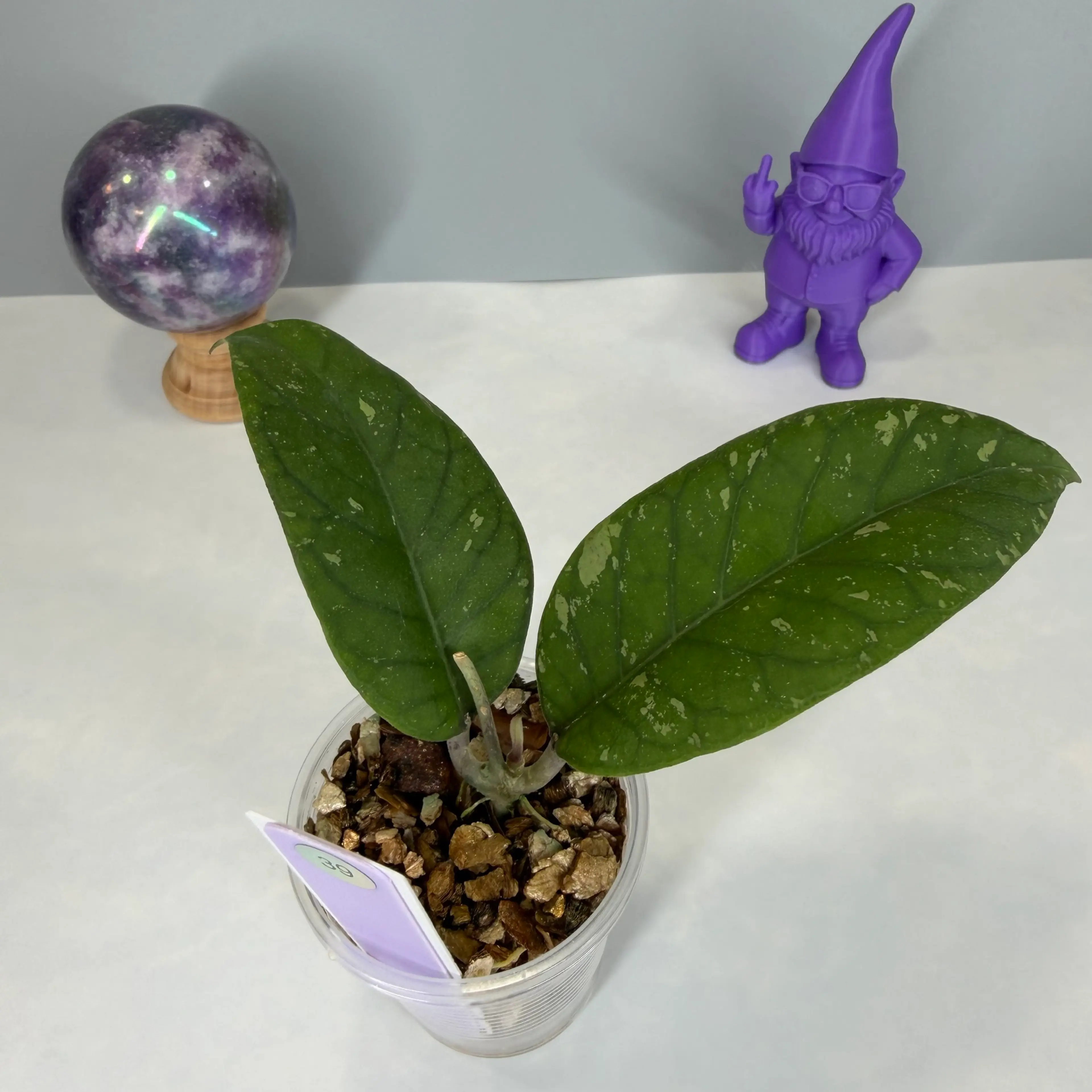Image 3 of 7