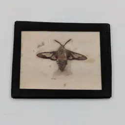 Vintage Moth Insect Specimen Taxidermy Display
