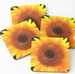Shook Sunflower - Coasters Set of 4