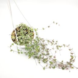 Ceropegia woodii String of Spades variegated 4.5 inch hanging basket  592