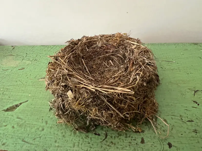 Small Natural Birds Nest- Abandoned by Vermont Bird. Natural Home Decor #2