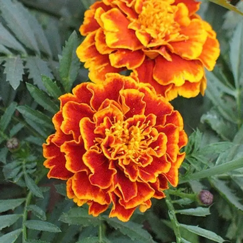 Sparky Marigold flower seed