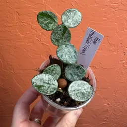 Hoya ‘Mathilde’ (splash)