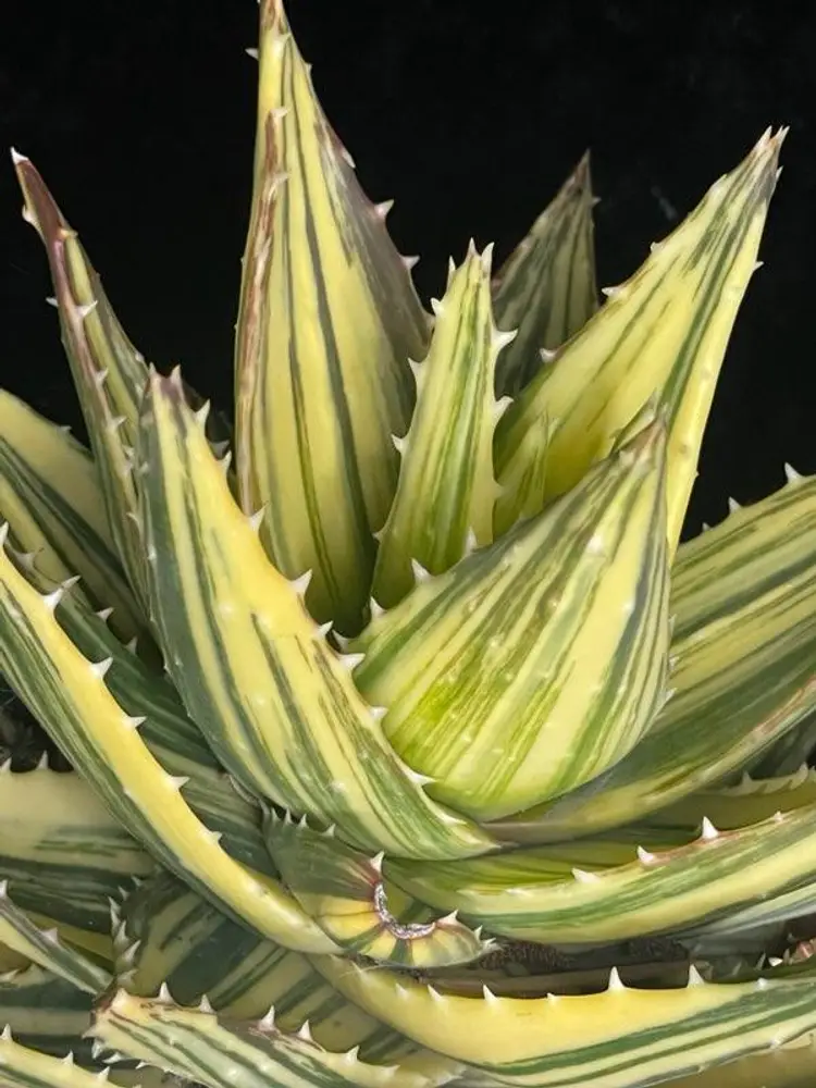 Aloe mitriformis " Fuyajo Nishiki'