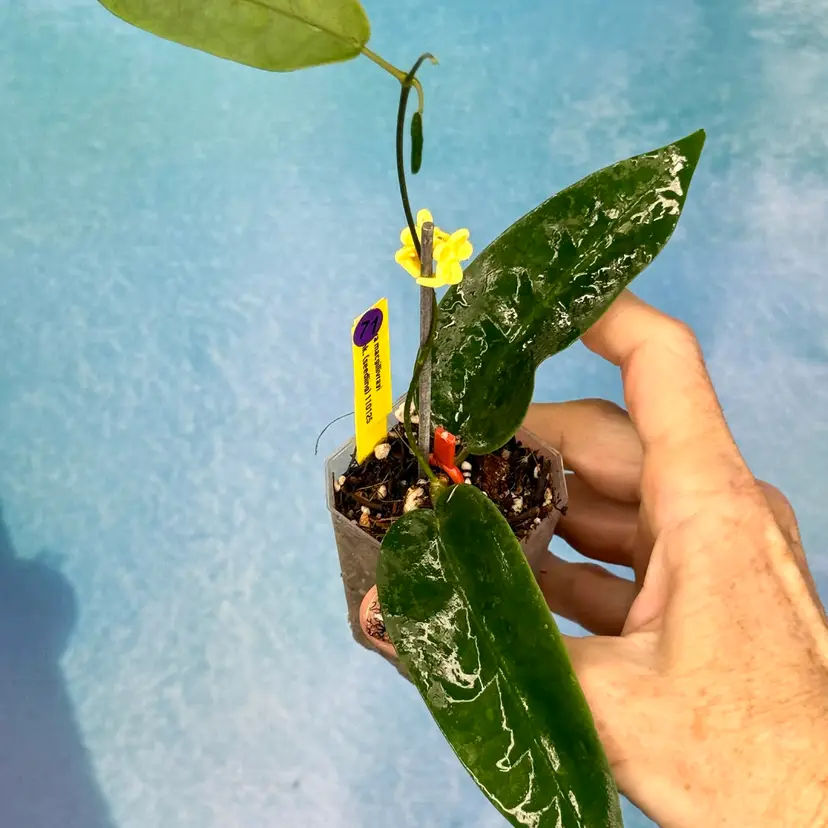 71 Hoya macgillivrayi x unk. (from seedling)