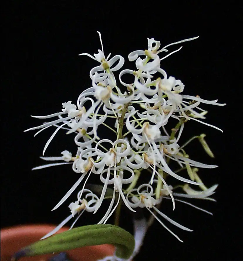 Dendrobium wassellii