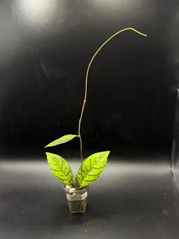 Hoya Callistophylla ‘Black Cat’ (Splash)