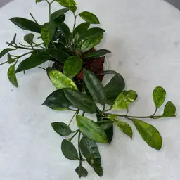 Hoya Lacunosa Amarillo