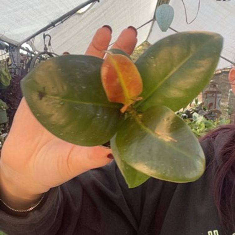 Ficus