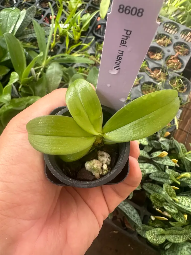 Phalaenopsis mannii