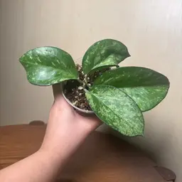 Hoya Icensis (splash)