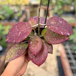 PS0563 - Hoya AH053