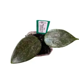 wibergiae Pink Crush (DMW-001-U)