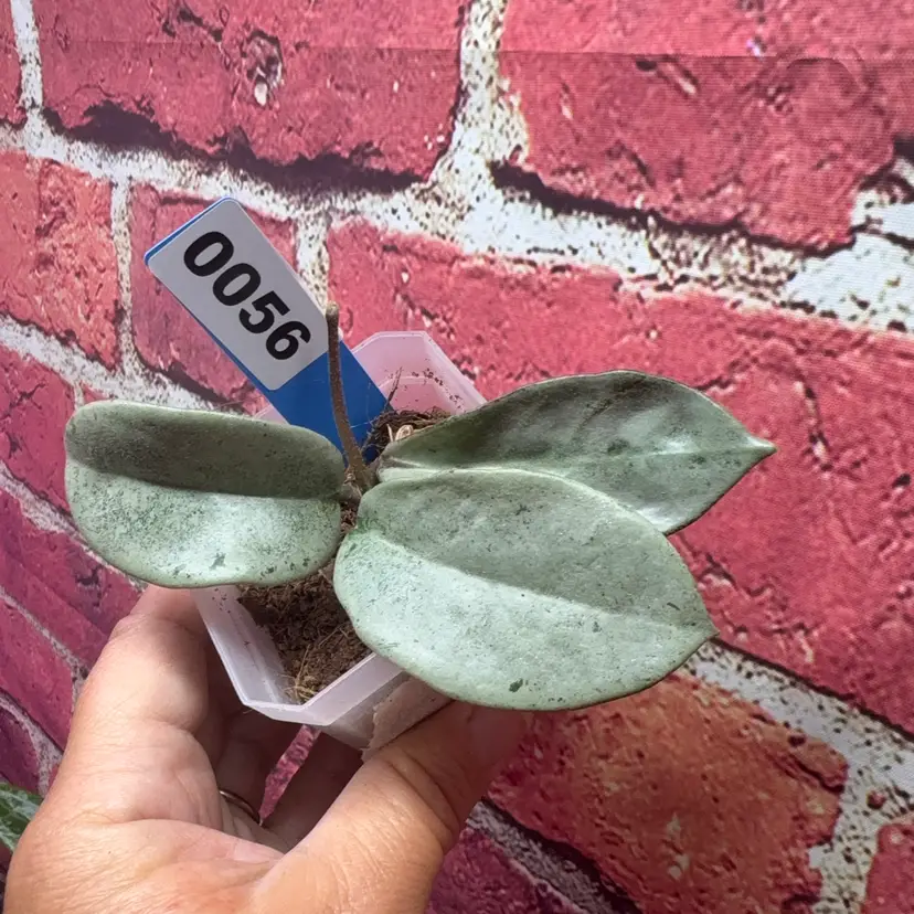 56 Hoya 'Argentea Princess' reverted