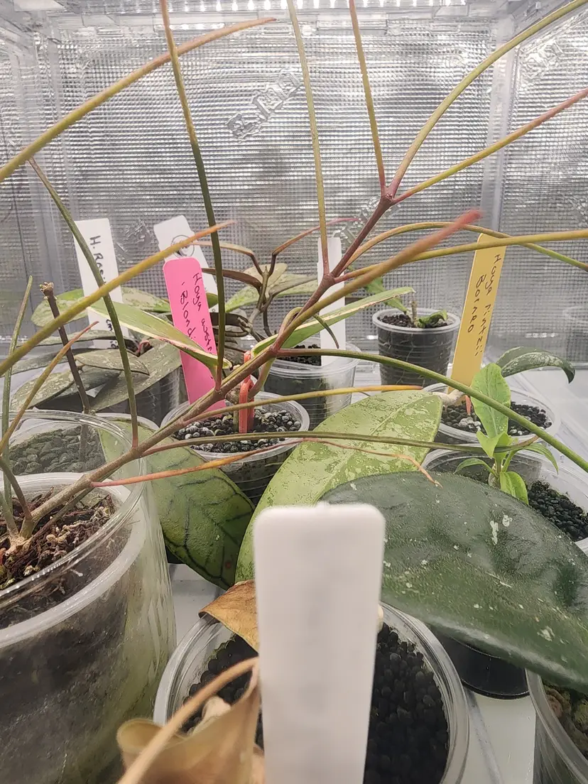 Livestream thumbnail