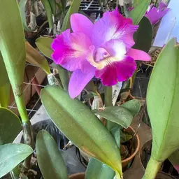 Cattleya Mari’s Love ‘Taka’- 3” Pot