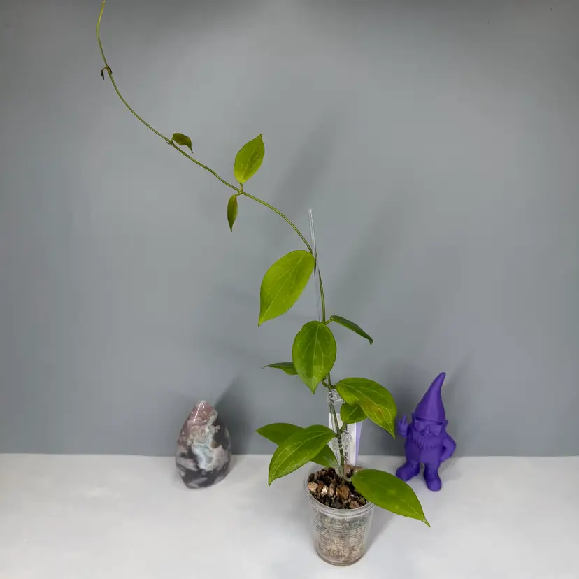 60 Camphorifolia Pink