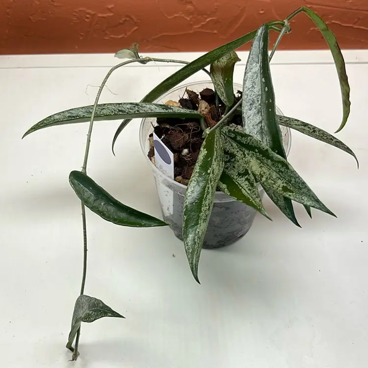 Hoya ‘minibelle’ (splash)