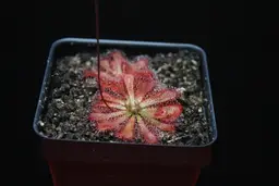 Drosera spatulata (Royal NP)