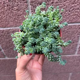 #11 - 4” succulents