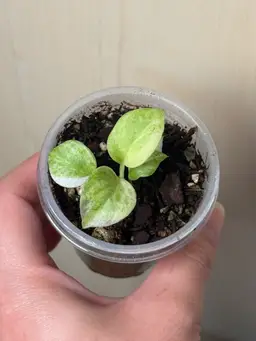 Variegated Anthurium Vittarifolium