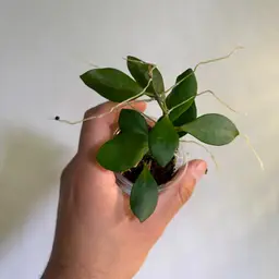 Hoya yellow sapphire sp. samar GN003