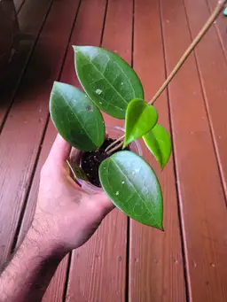 Hoya RHM909 Cambodia x rigida epc605