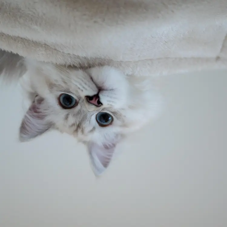 Karma - Swiftie 8.5ml Perfume Oil