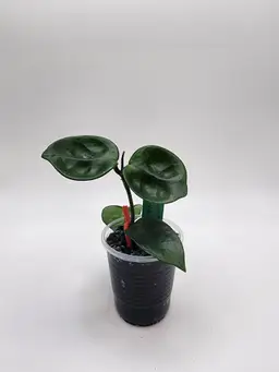 Hoya SMS 'Momma's Heart'