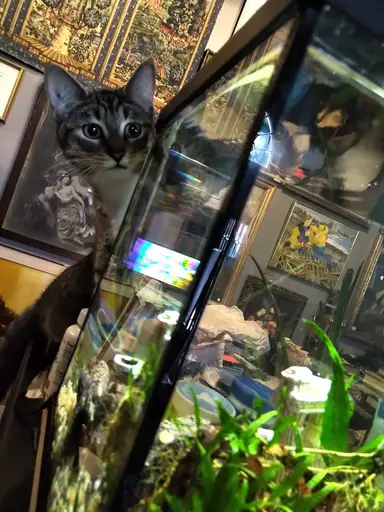 A Night At Vintiquity Shopping My Antique Shop Live!