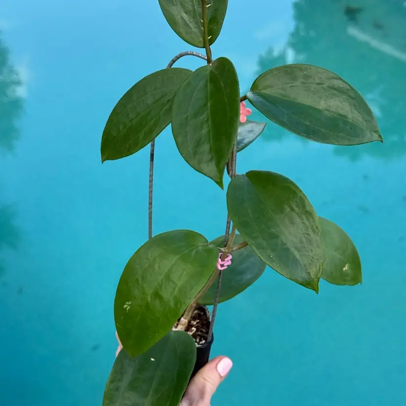 518 Hoya βJasper Blinkβ x unk. (from OP seedling)